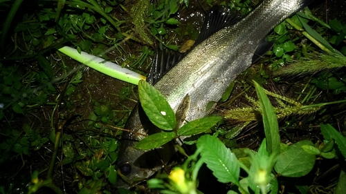 セイゴ（マルスズキ）の釣果