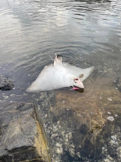 エイの釣果