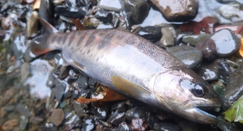 アマゴの釣果