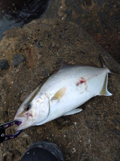 ショゴの釣果