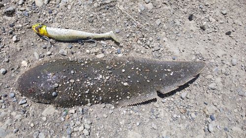 シタビラメの釣果