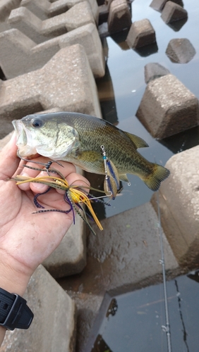 ブラックバスの釣果