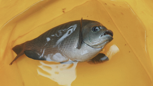 メジナの釣果