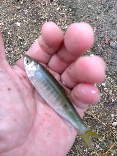 オイカワの釣果