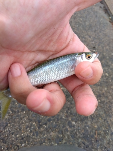 オイカワの釣果