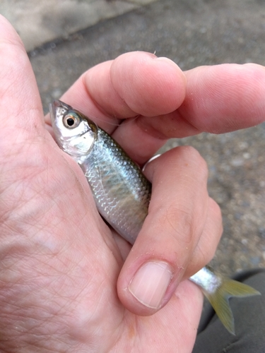 オイカワの釣果