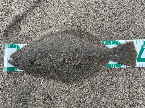 ヒラメの釣果