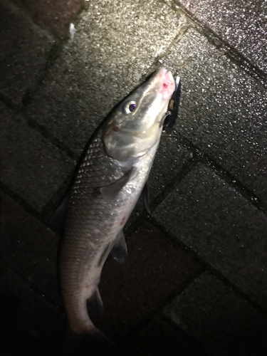 ニゴイの釣果