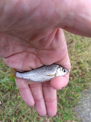 タナゴの釣果