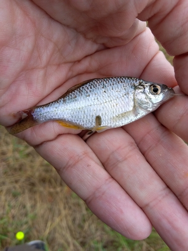 タナゴの釣果