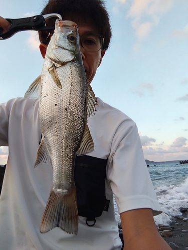 ヒラスズキの釣果