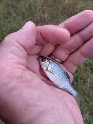 タナゴの釣果