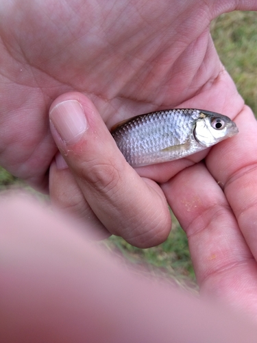 タナゴの釣果