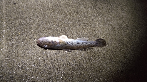 ハゼの釣果