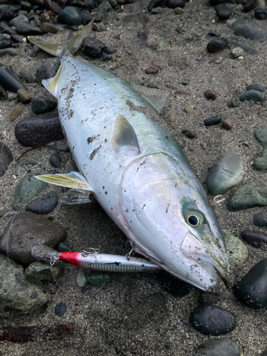 ワラサの釣果