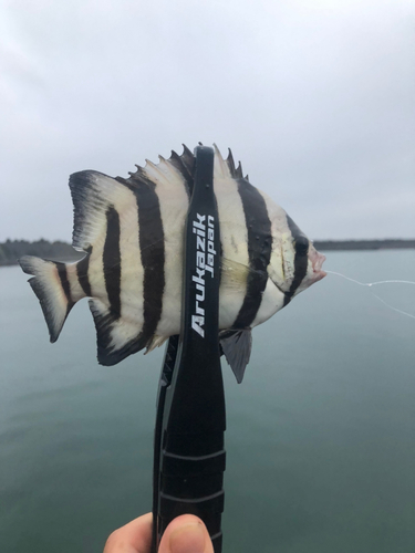 サンバソウの釣果