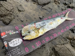 シイラの釣果
