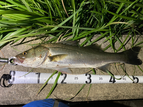 フッコ（マルスズキ）の釣果