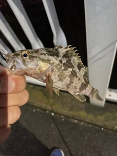 タケノコメバルの釣果