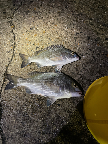 クロダイの釣果