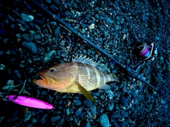 アオハタの釣果