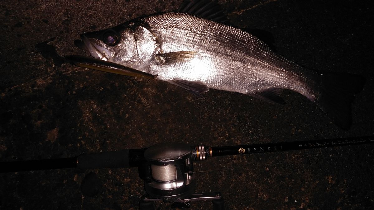 病ングラーさぶさんの釣果 2枚目の画像