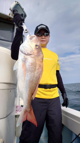 マダイの釣果