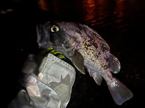 クロソイの釣果