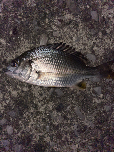 キビレの釣果