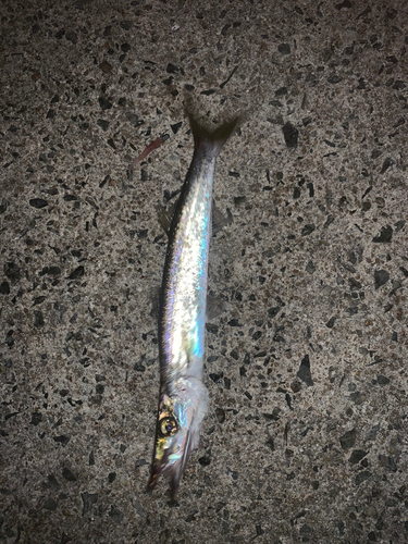 カマスの釣果