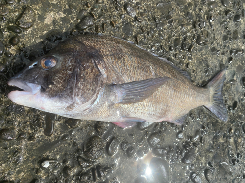 チヌの釣果