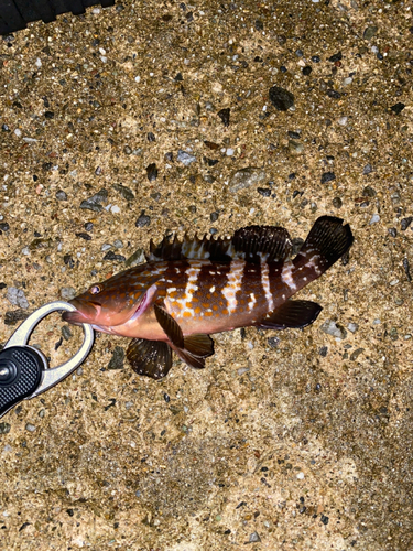 キジハタの釣果