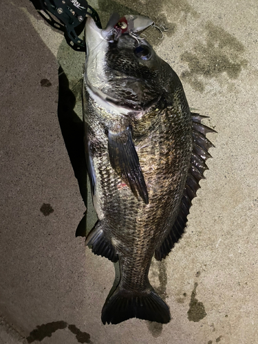 チヌの釣果