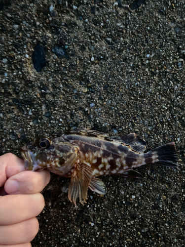 カサゴの釣果