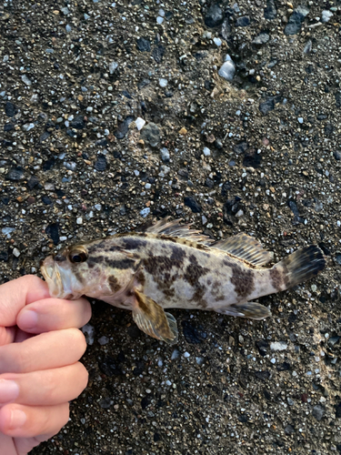 タケノコメバルの釣果