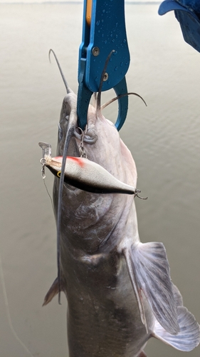 アメリカナマズの釣果