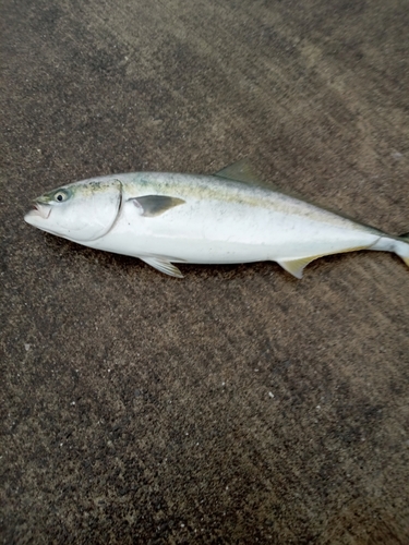 イナダの釣果