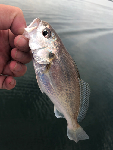 長崎県で釣れたシログチの釣り・釣果情報 - アングラーズ