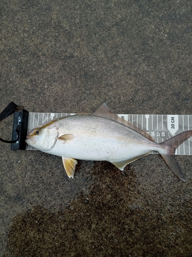 ショゴの釣果