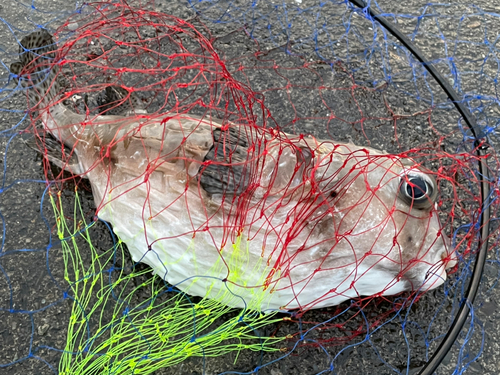 イシガキフグの釣果