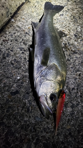 フッコ（マルスズキ）の釣果