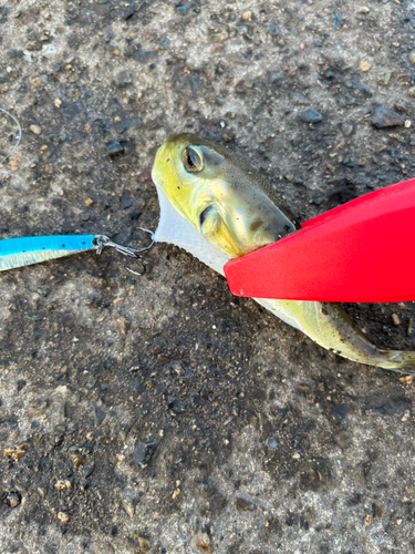 フグの釣果