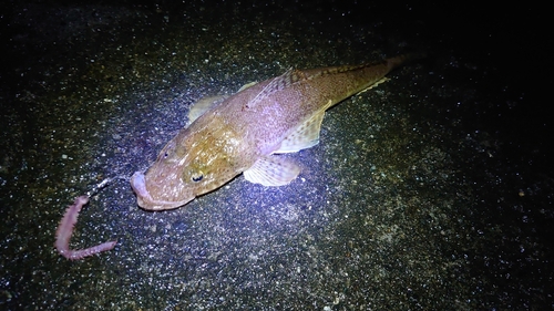 マゴチの釣果