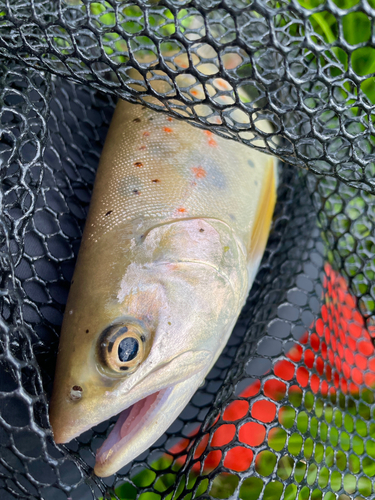 アマゴの釣果