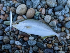 ショゴの釣果