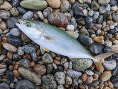 ツバイソの釣果