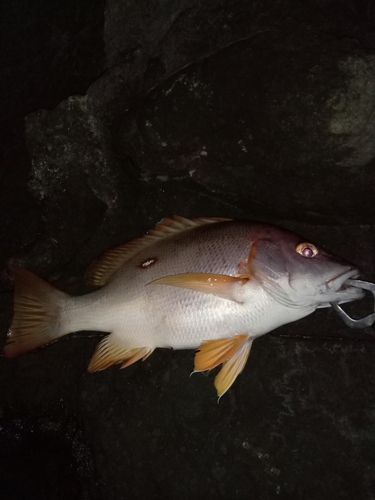 シブダイの釣果