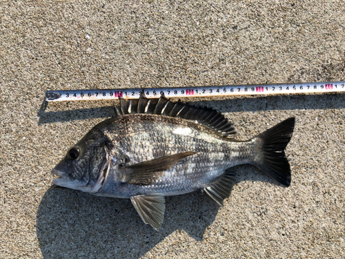 メイタの釣果