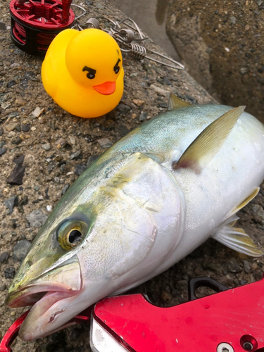 ハマチの釣果