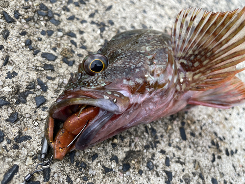 ガシラの釣果